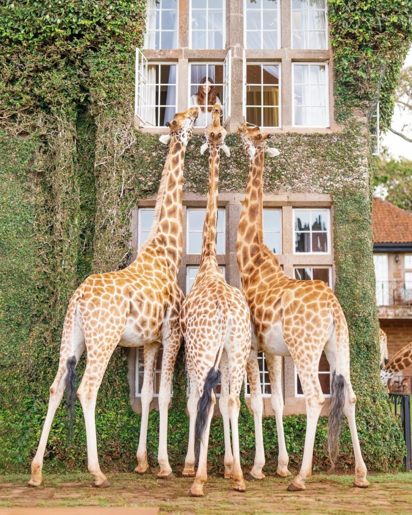 GIraffe_Hotel